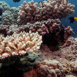 UN irks Australia by recommending that Great Barrier Reef be listed 'in danger'