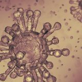 Scientists discover more than 30 viruses frozen in ice, most never seen before