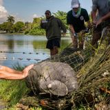 8-foot manatee relocated from residential pond in Broward County