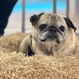 We Interviewed the Pug With No Bones