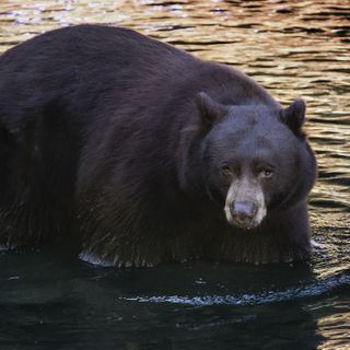 'Completely emaciated': The tragic, traumatic fate of Tahoe's Safeway Bear