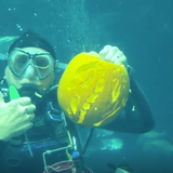 South Carolina Aquarium surprises guests with underwater pumpkin carving