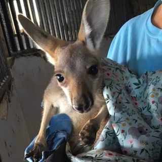 Southern Ky. farm owner pleading for safe return of stolen baby kangaroo