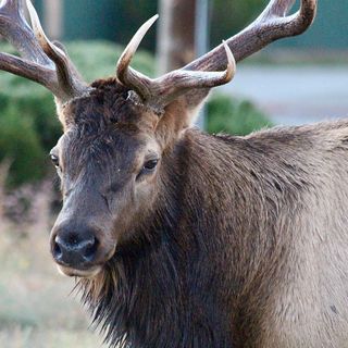 Estes Park Neighborhood Elk 'Block Party' Post Goes Viral