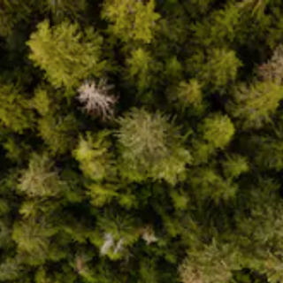 This tree has stood here for 500 years. Will it be sold for $17,500?