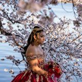 PHOTOS: Cherry Blossoms 2022 - WTOP News