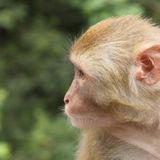 Taxpayer Watchdog White Coat Waste Files Complaint With NIH Over Violations Regarding Marijuana Tests on Monkeys, Other Animals
