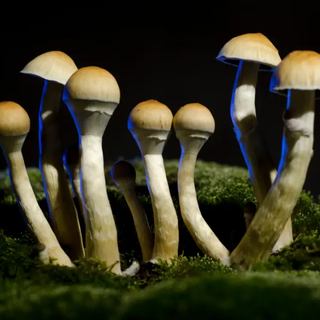 What to know about the booming psychedelics industry, where companies are racing to turn magic mushrooms and MDMA into approved medicines