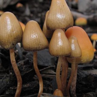 Oregon Therapeutic Psilocybin Legalization Campaign Has A New Signature Strategy Amid Coronavirus