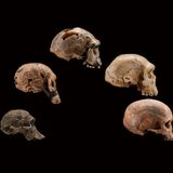 Shifting ancient climates shaped human evolution