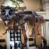 Is T. rex really three royal species? Paleontologists cast doubt over new claims.