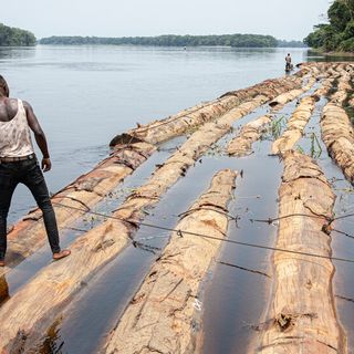 Raft by Raft, a Rainforest Loses Its Trees