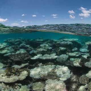 Last refuges for coral reefs to disappear above 1.5C of global warming, study finds