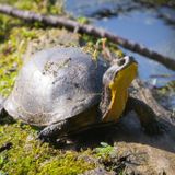 Ontario natural resources minister accused of violating endangered species law