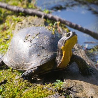 Ontario natural resources minister accused of violating endangered species law