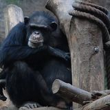 Chimpanzees turn ace hunters in virtual reality video game study