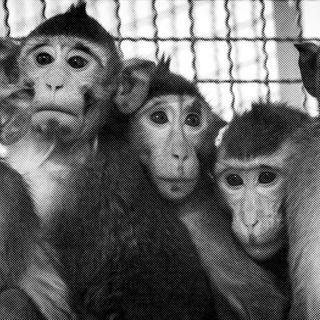 A plane of monkeys, a pandemic, and a botched deal: inside the science crisis you’ve never heard of