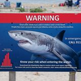 A shark expert tells us to stop freaking out about shark attacks and sightings: ‘If sharks wanted to eat us, they would’