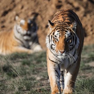 Congress could make exotic animal parks like those seen in ‘Tiger King’ a thing of the past