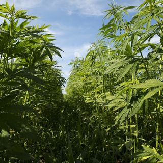 Florida Officials Announce Winners Of Student Hemp Innovation Essay Contest