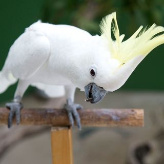 What Can Dancing Cockatoos Teach Us About Ourselves?