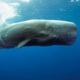 Scientists Have Built a Real-Time Sperm Whale Collision Detection System | Hakai Magazine