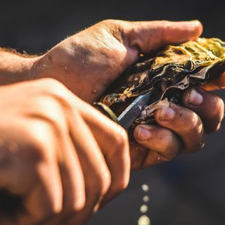 North Carolina's Oyster Trail Aims to Give the Farmed Shellfish Industry a Boost