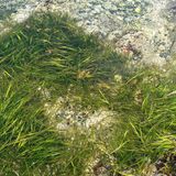 Why Eelgrass in the Atlantic Ocean Faces an Uphill Battle