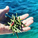 The Case for Sea Vegetables