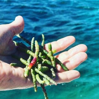 The Case for Sea Vegetables