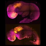 ‘Synthetic’ Embryo With Brain and Beating Heart Grown From Stem Cells - Neuroscience News