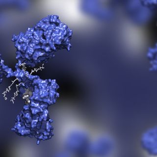 Newly discovered antibody neutralizes all variants of the coronavirus