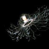 The genome of the immortal jellyfish has been sequenced