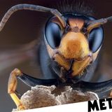 Asian hornets spotted in Essex with people warned to be vigilant