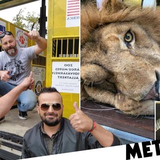 Eleven lions saved from Ukraine airborne in 'biggest ever warzone rescue'