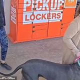 Two Women Ask Stranger in Home Depot To Feed Great Dane A Treat As Part of Its "training"---Dog Lunges At Stranger---Bites His Face---Women Run Out of Store With Dog---Store's Surveillance Footage Helps to Locate Them