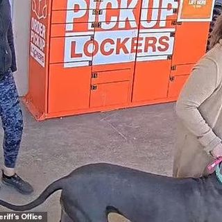 Two Women Ask Stranger in Home Depot To Feed Great Dane A Treat As Part of Its "training"---Dog Lunges At Stranger---Bites His Face---Women Run Out of Store With Dog---Store's Surveillance Footage Helps to Locate Them