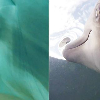 The US Navy Put Cameras on Dolphins And The Footage Is Revealing