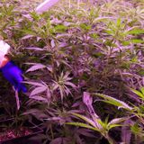 How Controlling Cannabis Genetics Can Boost Crops