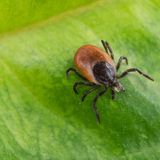 Rutgers Is A Test Site For First-Ever Kids' Vaccine For Lyme Disease