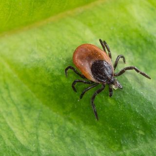 Rutgers Is A Test Site For First-Ever Kids' Vaccine For Lyme Disease