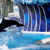 SeaWorld Orlando allegedly broke the law after a dolphin was attacked. Why is it still open?