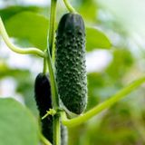 18 Medicinal Properties of Cucumbers