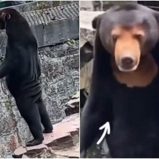 China zoo denies allegations that star attraction is a man in a sun bear costume