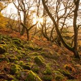 Regenerating Britain's lost rainforests ‘will help redress climate change’