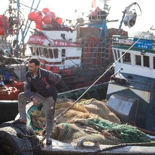 The Sardines at the Heart of the Sahrawi Conflict