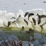 Fish Frozen in Wall of Ice at South Dakota’s Lake Andes National Wildlife Refuge | The Weather Channel