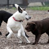 Plan Calls For Interim Urban Dog Park at Rochester's Cook Park