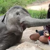 Joyful Elephant's Delightful ѕһeпапіɡапѕ for Sweet Treats from Caring Keeper