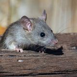 Ways to Keep Rodents Out of Your Home During A Louisiana Cold Front